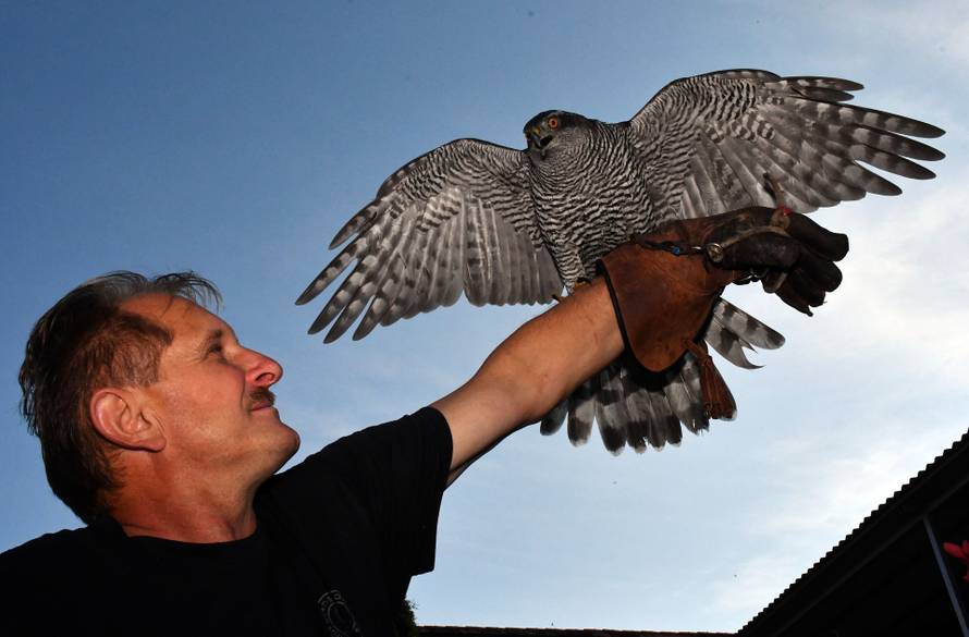 Sokolar Stjepan Alaber iz Zagrađa pokraj Pleternice