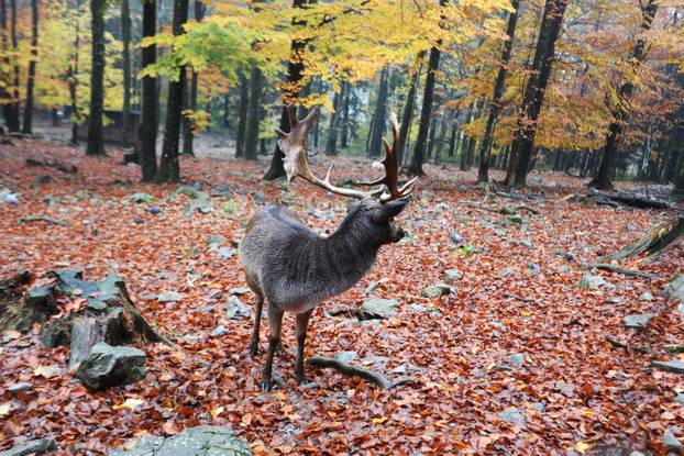 Delnice: Jeleni lopatari u park šumi Japlenški vrh