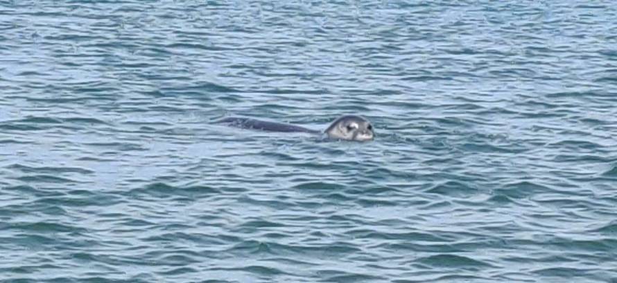 Čudo kod Dubrovnika: U more je stigla sredozemna medvjedica