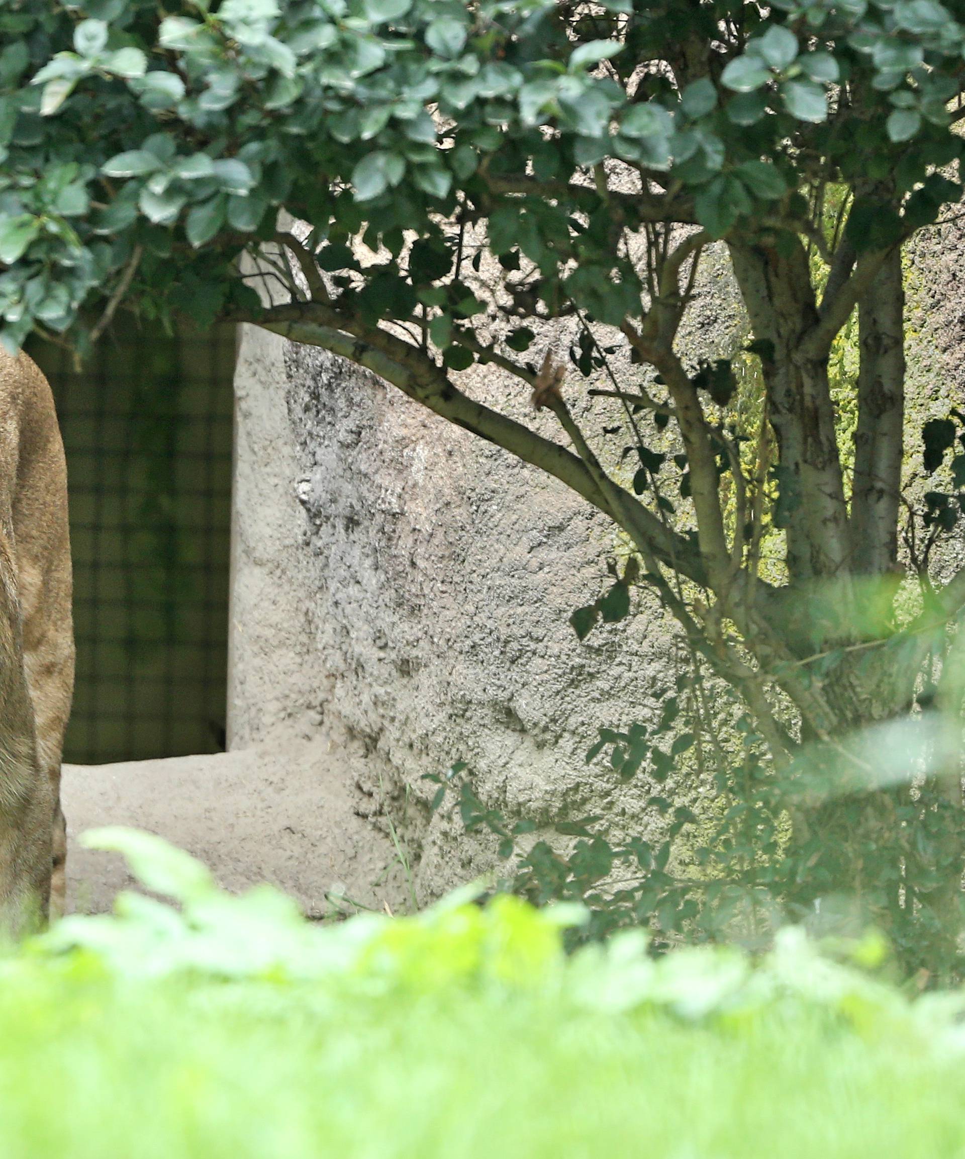 New Lions explore their enclosure at the zoo in Leipzig