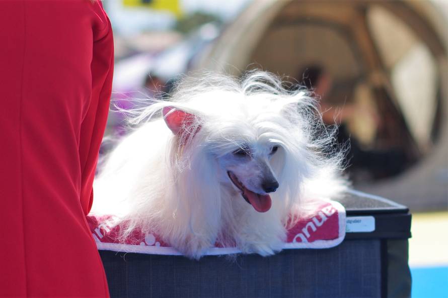 Pseći show: Američki golokoži u ringu s moskovskim čuvarom