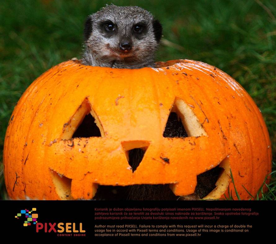 Pixsell