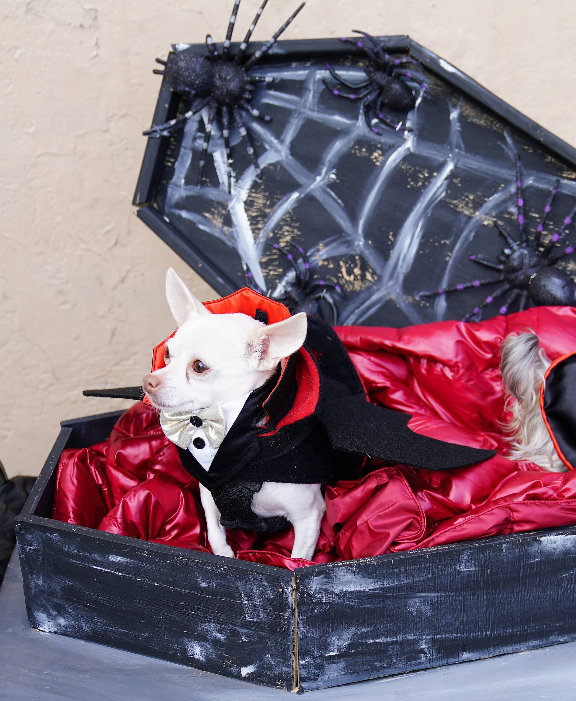 Dogs attend the Tompkins Square Park Halloween Dog Parade at East River Park in the Manhattan borough of New York City