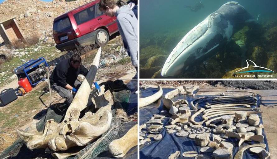 Potopili su kita da istrune kod Malog Lošinja: Sad slažu kosti