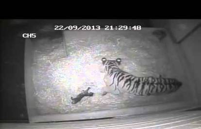 Skrivena kamera snimila nešto slatko: Rađanje malog tigrića!