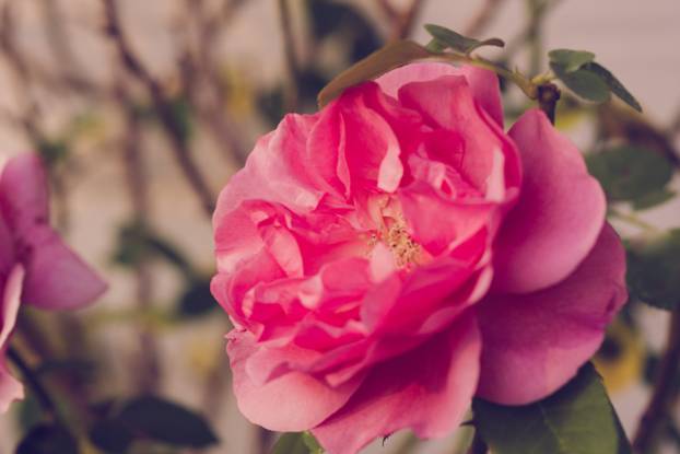 Coral rose flower in roses garden. Top view. Soft focus. Sunlit flower in the garden in the morning dew.
