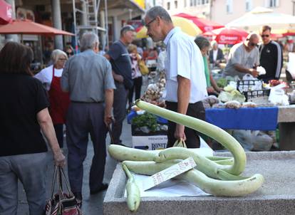 Sicilijanska tikvica privlači pažnju kupaca na šibenskoj tržnici
