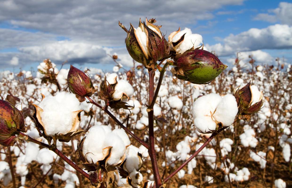 Modificirani pamuk novi izvor hrane? SAD je odobrio uzgoj