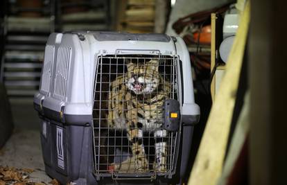 Divlja mačka je danima sijala strah u Gorskom kotaru: 'Vidi se da je pitoma, voli se čak i voziti'