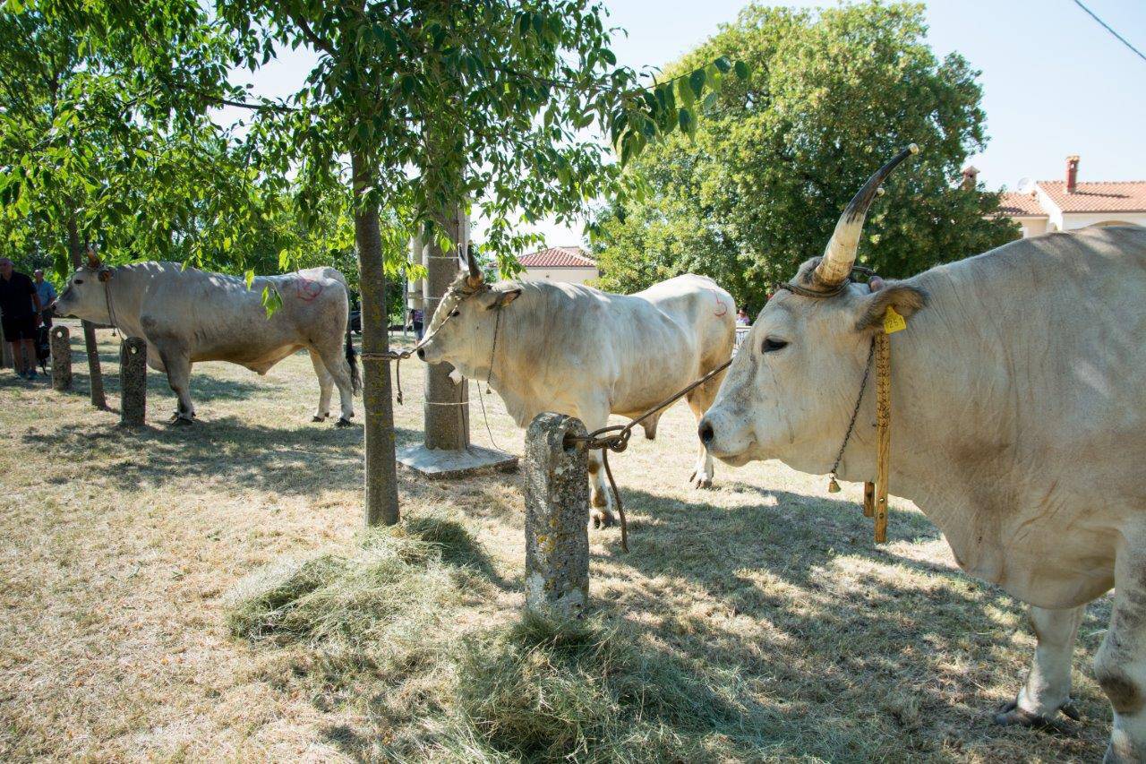 U Kanfanaru se otvara prvi Park istarskog vola! Takvih volova ostalo je još niti 30 u Hrvatskoj