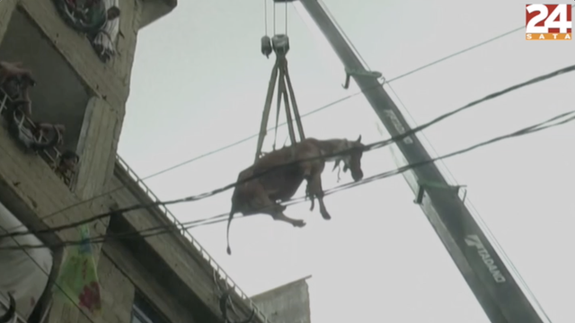 Viseće krave: Spuštali su krave s krova dizalicom u Pakistanu uoči blagdana Kurban-bajrama