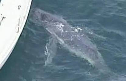 Australija: Eutanazirali napuštenu bebu kita