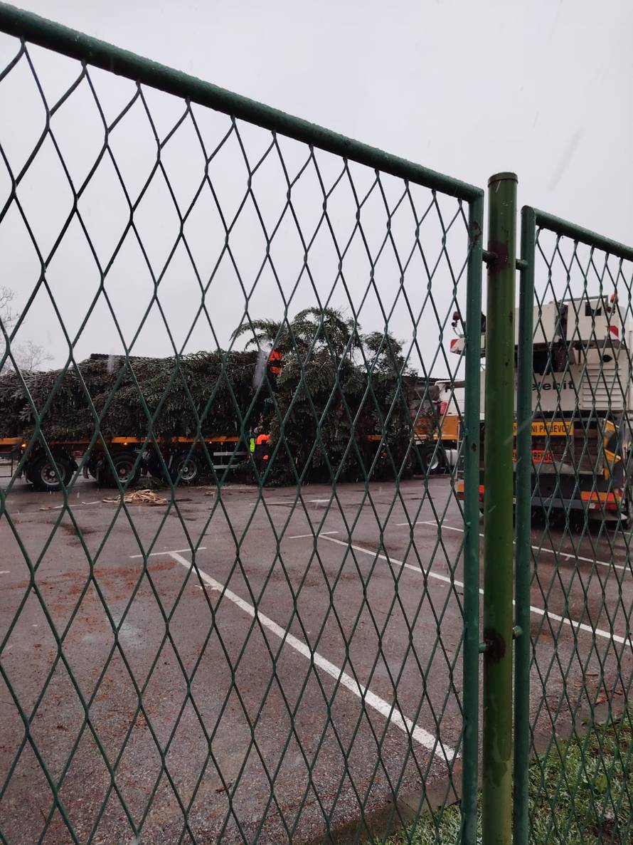 FOTO Ovo je jelka koje će ove godine biti na Trgu: 'Visoka je 18 metara, jako sam ponosan'