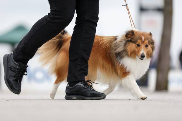 Izložba pasa svih pasmina ispred shopping centra Westgate City u Zaprešiću