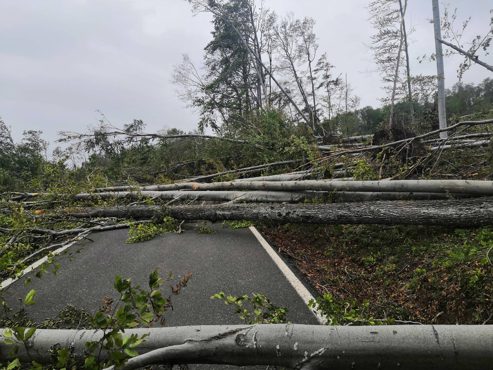 Prizor katastrofe: Oluja srušila stotine stabala na Medvednici