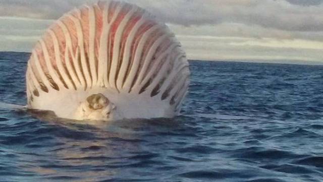 Zbunjeni ribari: Što je smrdljivi rozi plutajući balon na vodi?