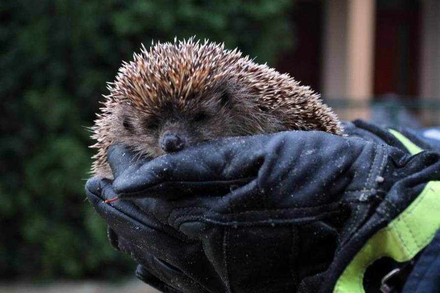 Marko Jurinec/Pixsell