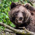 Mladića je na sjeveru Italije usmrtio medvjed: 'Treba ubiti sve problematične životinje'