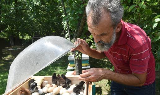 Pčele grijale jaja i stigli - pilići! 'Malo im je čudno kad pijuču...'