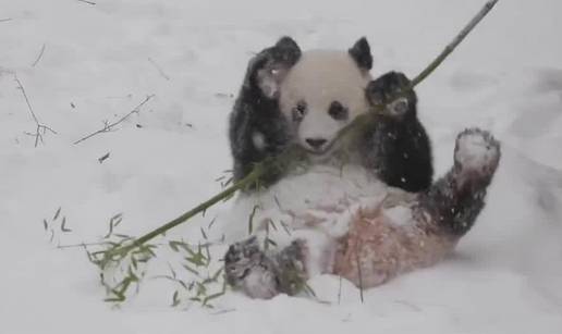 VIDEO Kakva sreća! Preslatka panda uživa u snijegu, valja se