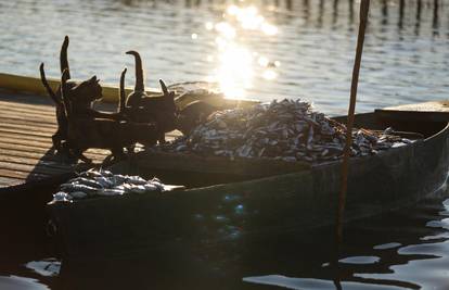 Pomor ribe u ribogojilištu u Grčkoj zbog velike hladnoće