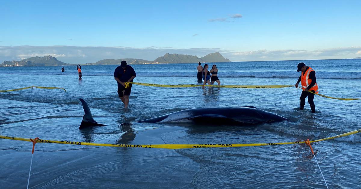 Stranded on the beach: Dissection of the world’s rarest whale has begun, so far only 7 have been found