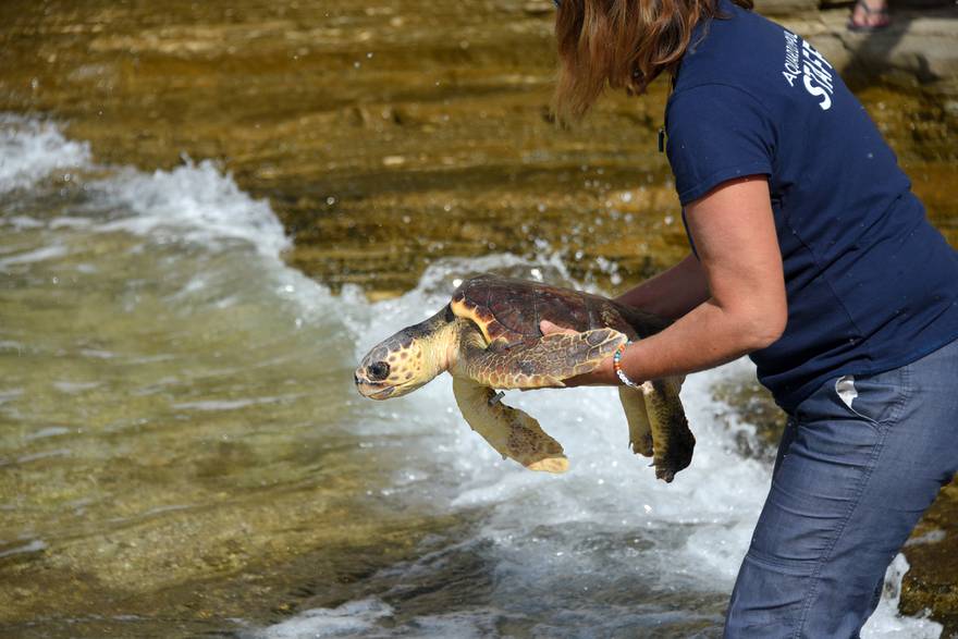 Nakon uspješnog oporavka u pulskom Aquariumu, moru su vraćene dvije glavate želve