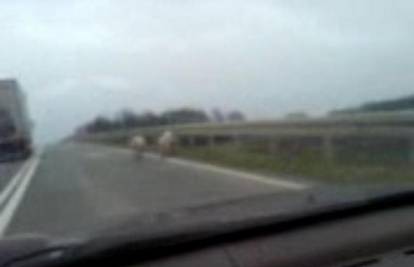 Tri izgubljene svinje lutale po brzoj cesti bez vlasnika