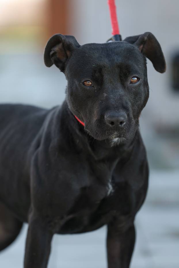 Zagreb: Psi u skloni&scaron;tu u Dumovcu 