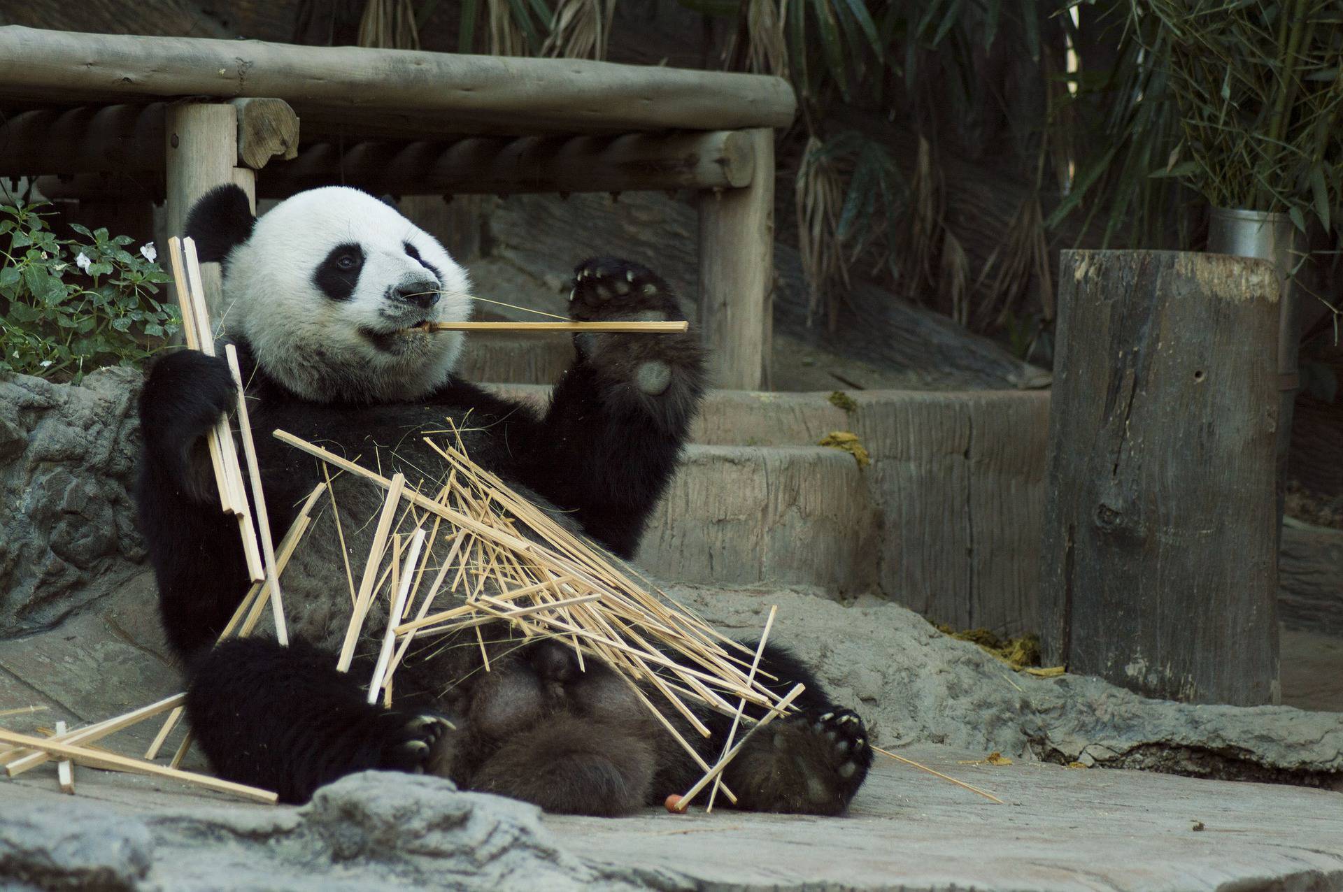 Odlična vijest za pande: Više nisu na popisu ugroženih vrsta