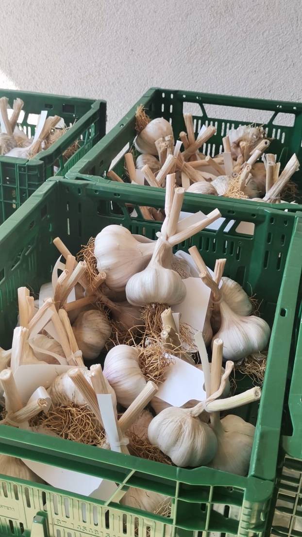 Evo što se događa s tijelom kada jedete češnjak svaki dan