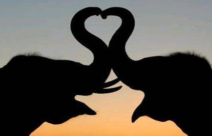 Političar "poludio" čuvši da je ZOO kupio gay slona