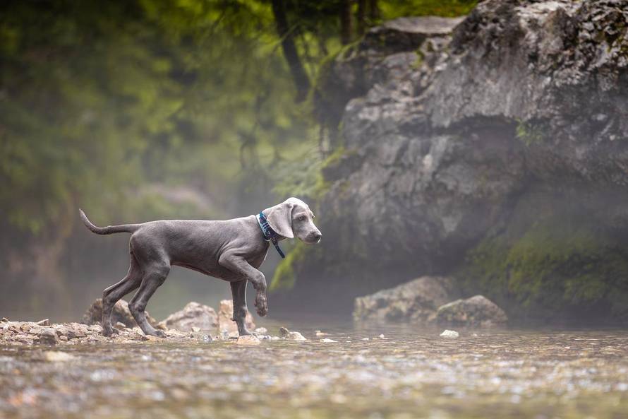 Ova fotografija nije AI, to su tri sestrice jantarnih očiju iz Siska!