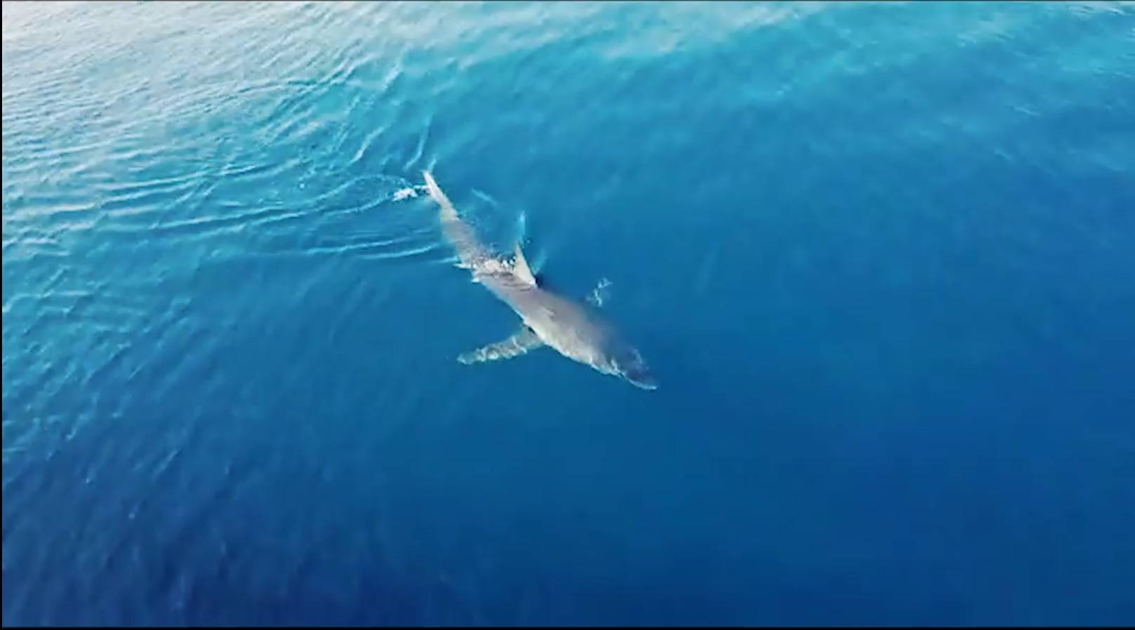 Ponovno snimili morskog psa u Jadranu: Došao je i do Korčule