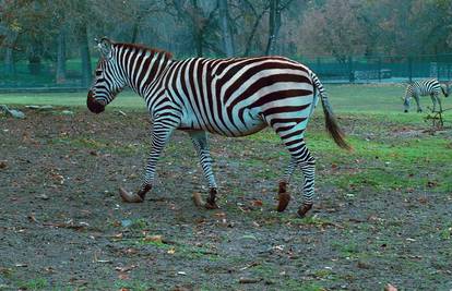 Zebra iz zoološkog vrta u Osijeku hoda na 'skijama’