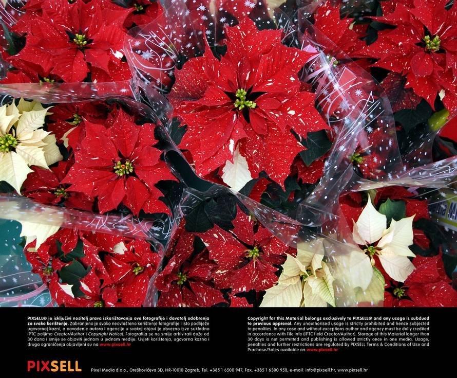 Damir Spehar/PIXSELL