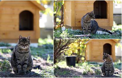 Mačka Mali Joka svoj dom je pronašla na gradskom groblju Kvanj, a za zimu ima i kućicu
