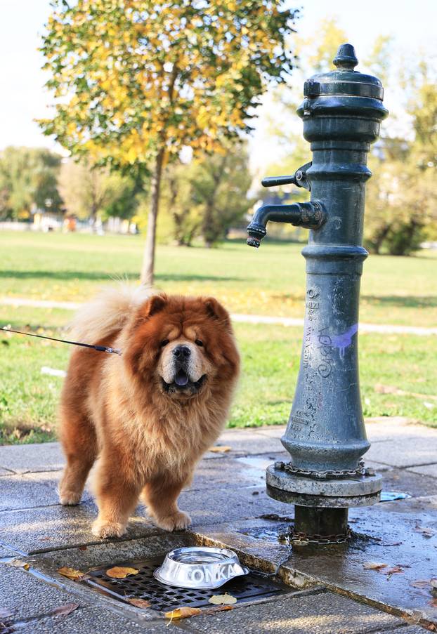 Zagreb: Diljem Zagreba osvanule posudice za pse