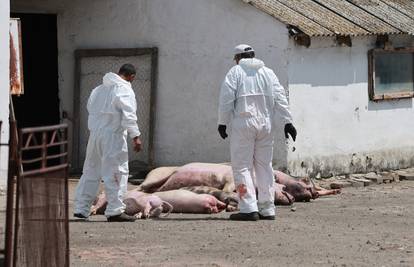 Stočari u panici, prvo je došla afrička svinjska kuga, potom bedrenica, a sad i 'plavi jezik'