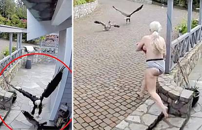 Polugola i neustrašiva: Žena u toplesu istrčala iz kuće i spasila svoju gusku od orlovog napada