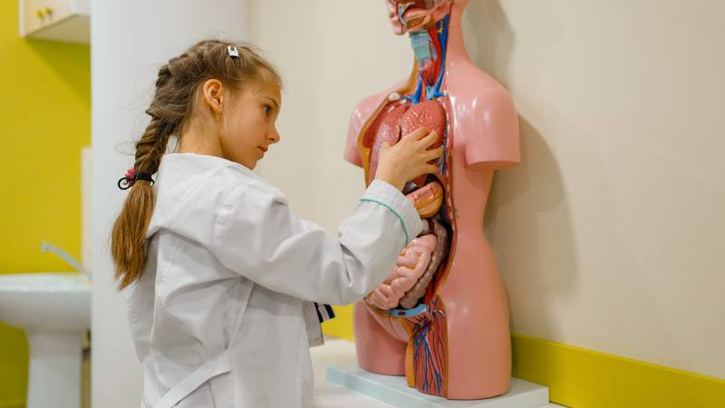 25 fascinantnih činjenica o tijelu koje vas nisu učili u školi