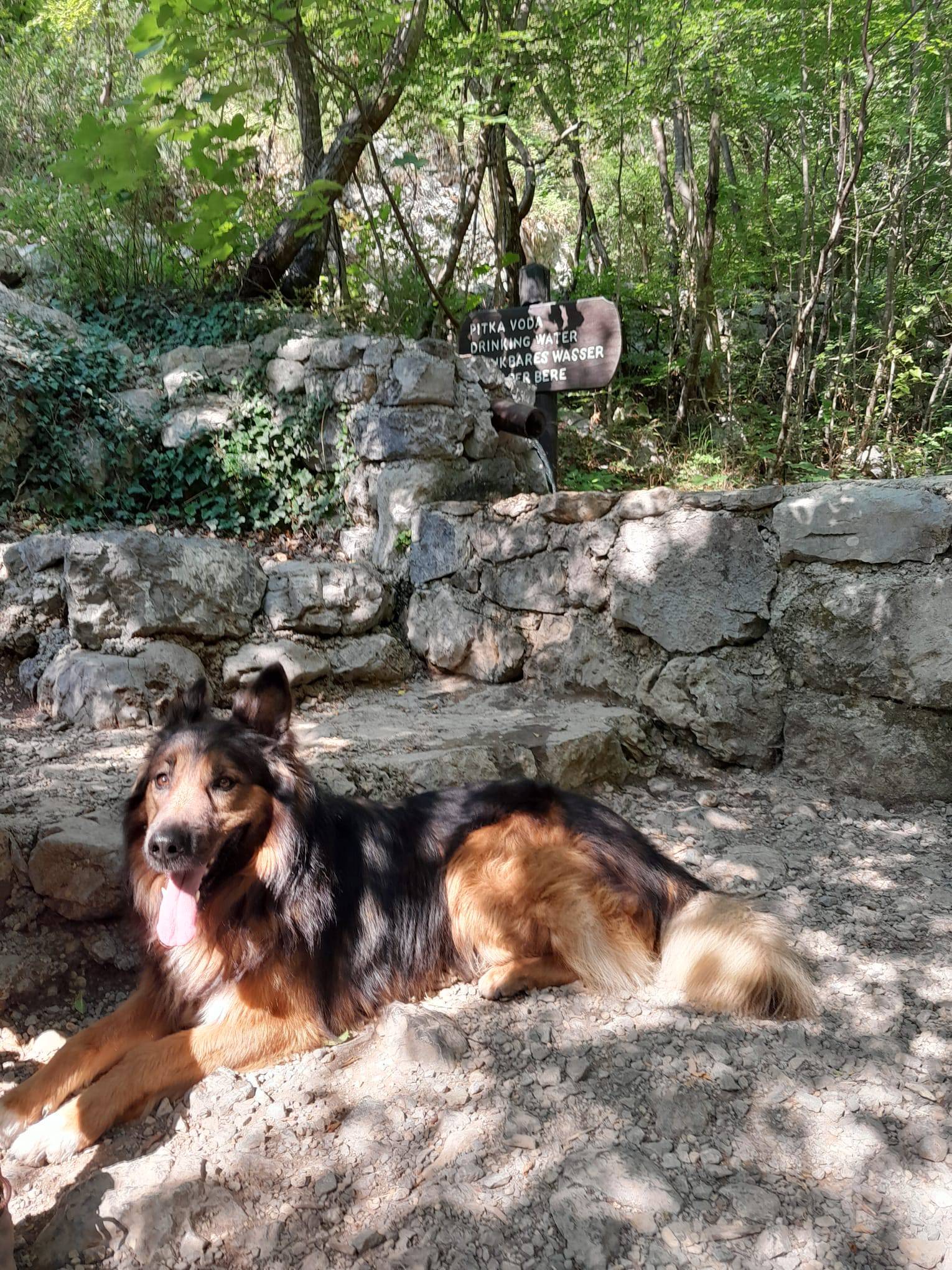 Omiljeni pas Garo se oporavlja nakon teške operacije. Prošlog vikenda je napadnut nožem