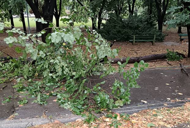 Kratkotrajna oluja rušila stabla u Beogradu