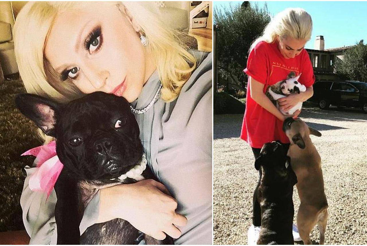 Šetaču pasa Lady Gage uklonili dio pluća nakon teške ozlijede