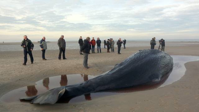 Two dead sperm whales washed ashore on Wangerooge island