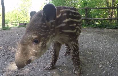 Obitelj tapira dobila prinovu: Predložite kako će se zvati