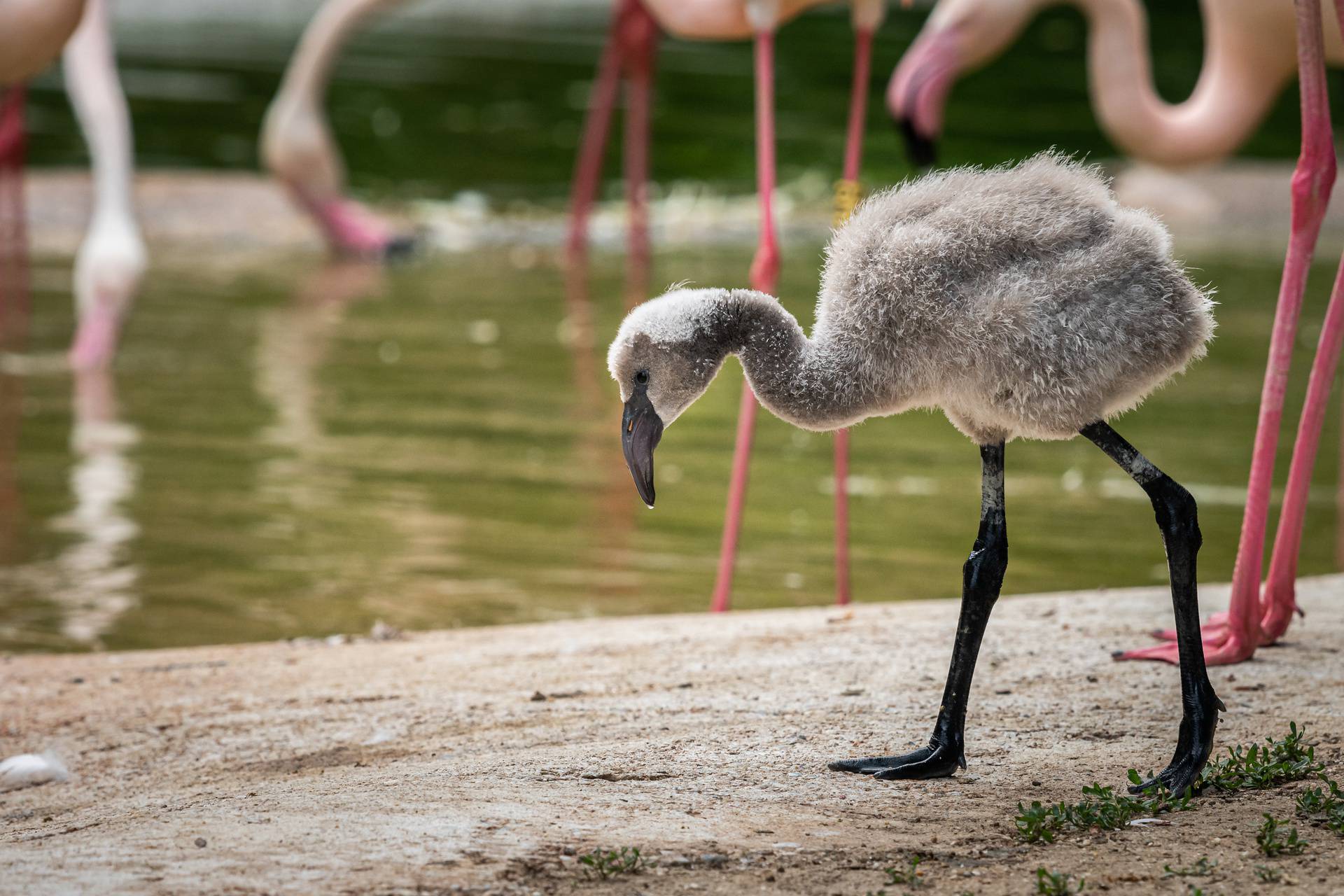 Portrait of a young Greater Flamingo in a zoo