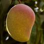 FILE PHOTO: A mango fruit is seen on a tree after the yield dropped because of high temperature, in Ismailia