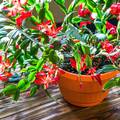 Božićni kaktus je zbog šarenih cvjetova idealan za blagdane