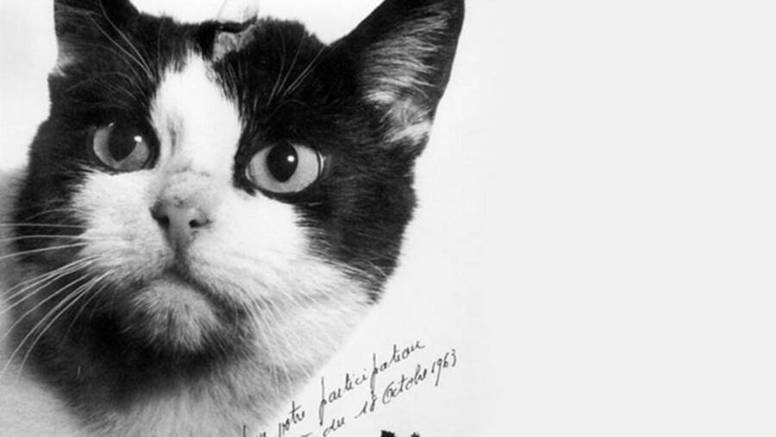 Félicette, prva mačka u svemiru, sada je od mnogih zaboravljena